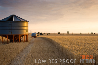 November 2009 / GRAIN_HARVEST_475