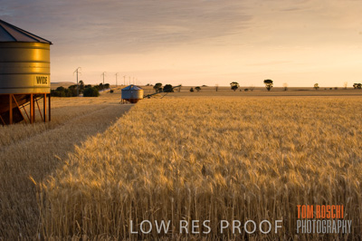 November 2009 / GRAIN_HARVEST_476