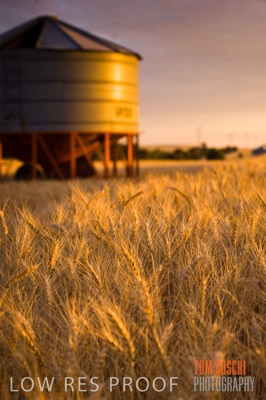 November 2009 / GRAIN_HARVEST_478