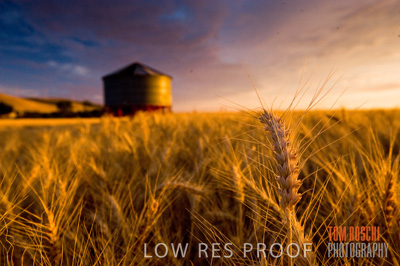 November 2009 / GRAIN_HARVEST_481