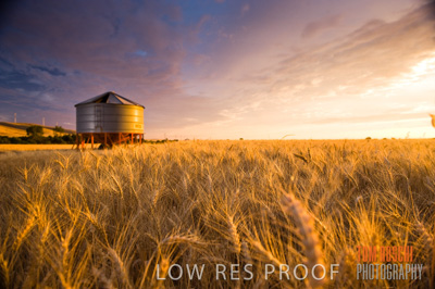 November 2009 / GRAIN_HARVEST_482