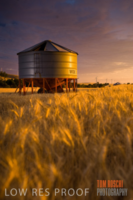 November 2009 / GRAIN_HARVEST_483