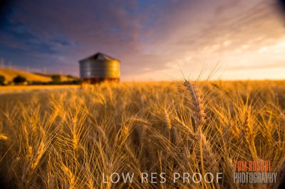 November 2009 / GRAIN_HARVEST_484