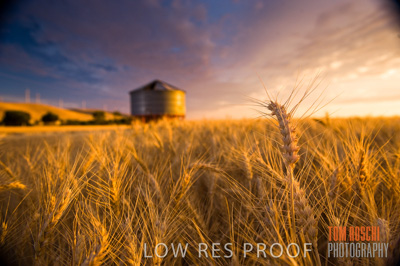 November 2009 / GRAIN_HARVEST_485