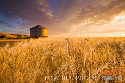 November 2009 / GRAIN_HARVEST_486