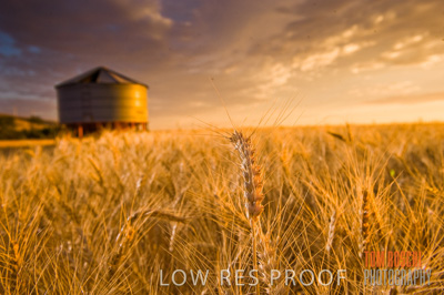 November 2009 / GRAIN_HARVEST_487