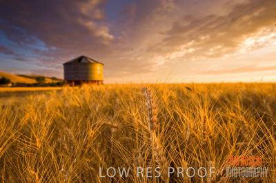 November 2009 / GRAIN_HARVEST_489