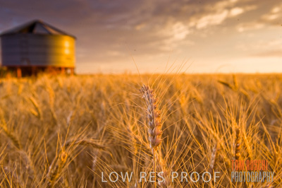 November 2009 / GRAIN_HARVEST_490