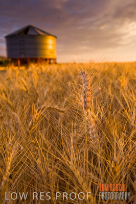 November 2009 / GRAIN_HARVEST_493