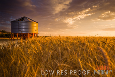 November 2009 / GRAIN_HARVEST_495