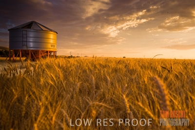 November 2009 / GRAIN_HARVEST_496