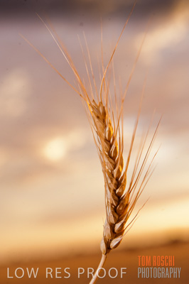 November 2009 / GRAIN_HARVEST_498
