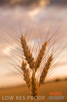 November 2009 / GRAIN_HARVEST_499