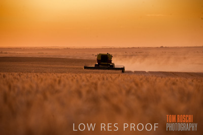 November 2009 / GRAIN_HARVEST_503