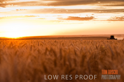 November 2009 / GRAIN_HARVEST_504