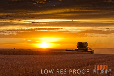 November 2009 / GRAIN_HARVEST_505