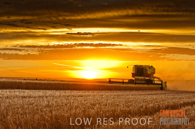 November 2009 / GRAIN_HARVEST_506