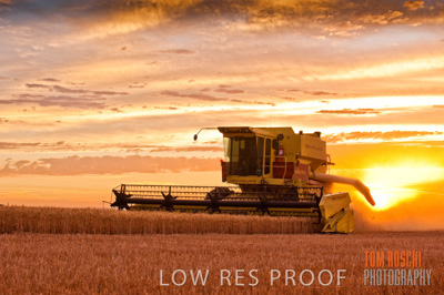 November 2009 / GRAIN_HARVEST_509