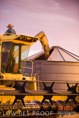 November 2009 / GRAIN_HARVEST_510
