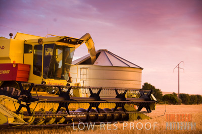 November 2009 / GRAIN_HARVEST_511