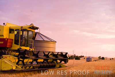 November 2009 / GRAIN_HARVEST_513