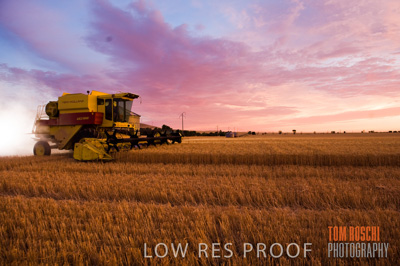 November 2009 / GRAIN_HARVEST_517