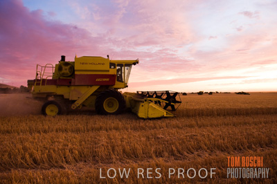 November 2009 / GRAIN_HARVEST_518