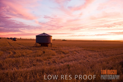 November 2009 / GRAIN_HARVEST_519