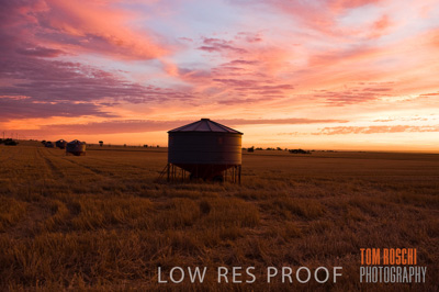 November 2009 / GRAIN_HARVEST_521