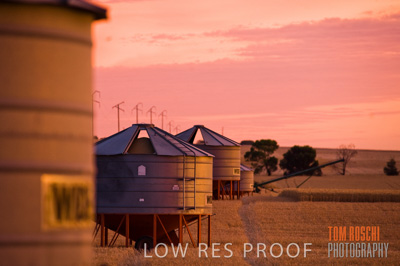 November 2009 / GRAIN_HARVEST_523