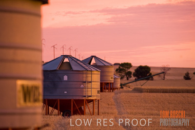 November 2009 / GRAIN_HARVEST_525