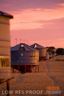 November 2009 / GRAIN_HARVEST_526
