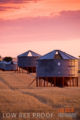 November 2009 / GRAIN_HARVEST_530