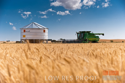 November 2009 / GRAIN_HARVEST_535