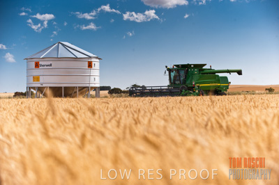 November 2009 / GRAIN_HARVEST_537