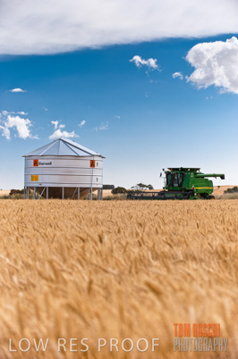 November 2009 / GRAIN_HARVEST_539