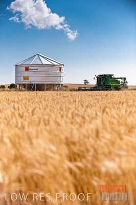 November 2009 / GRAIN_HARVEST_540