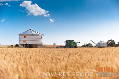 November 2009 / GRAIN_HARVEST_541