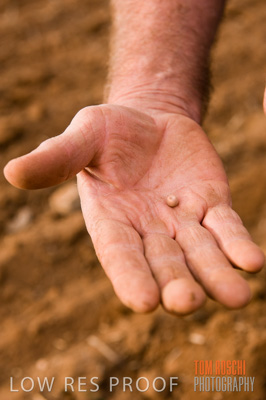 May 2010 / GRAIN_HARVEST_556