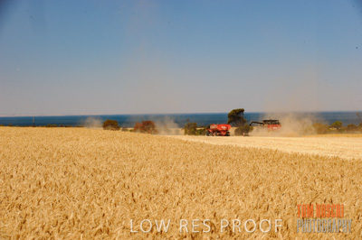 November 2013 / GRAIN_HARVEST_678