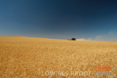 November 2013 / GRAIN_HARVEST_680
