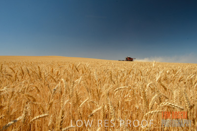 November 2013 / GRAIN_HARVEST_682
