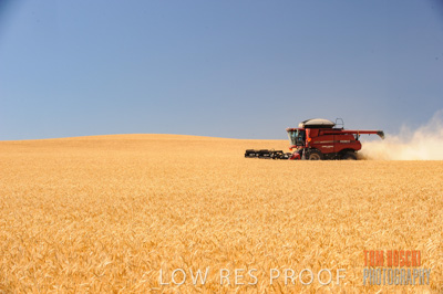 November 2013 / GRAIN_HARVEST_685