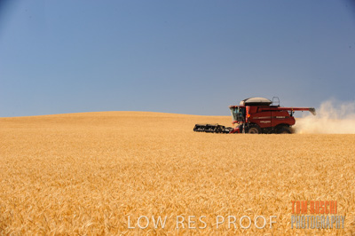 November 2013 / GRAIN_HARVEST_686