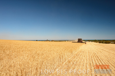 November 2013 / GRAIN_HARVEST_689