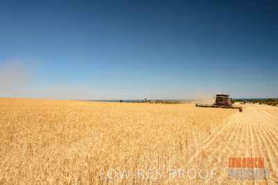 November 2013 / GRAIN_HARVEST_690