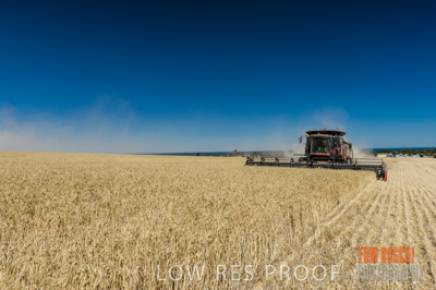November 2013 / GRAIN_HARVEST_691