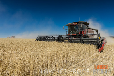 November 2013 / GRAIN_HARVEST_693