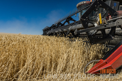 November 2013 / GRAIN_HARVEST_696