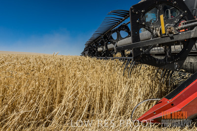 November 2013 / GRAIN_HARVEST_697
